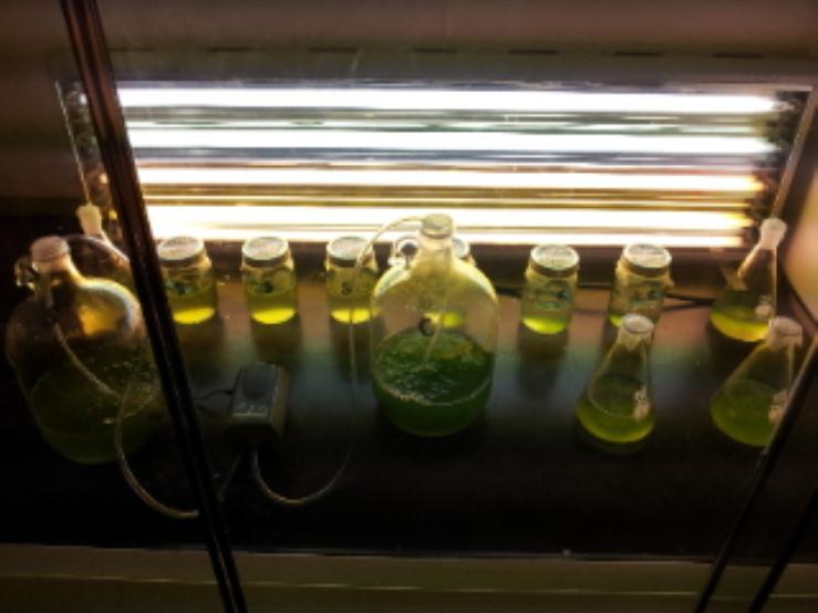 The algae growing in controlled conditions for use in bioreactor inoculation