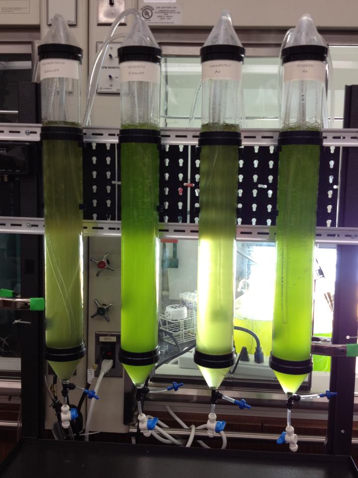 Freshly inoculated  bioreactors