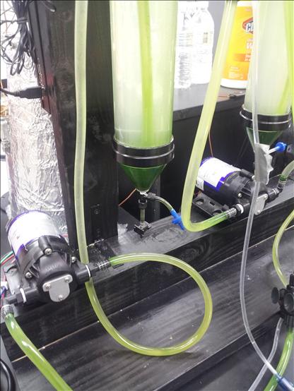 Lower portion of photobioreactors- notice the mass of dead algae clogging the bottom of the reactors