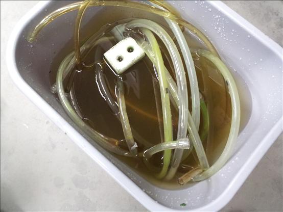 All tubes with algae growth must be washed in iodine solution