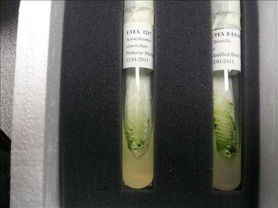 Fresh algae cultures on agar substrate